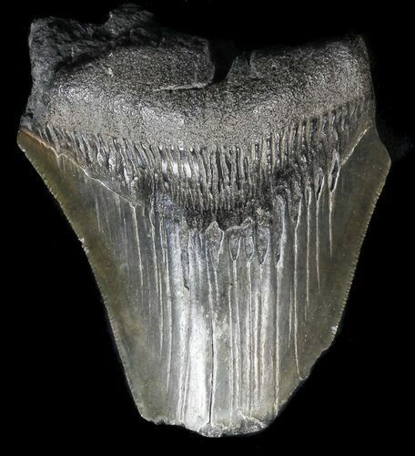 Partial, Serrated, Megalodon Tooth - Feeding Damage #56742